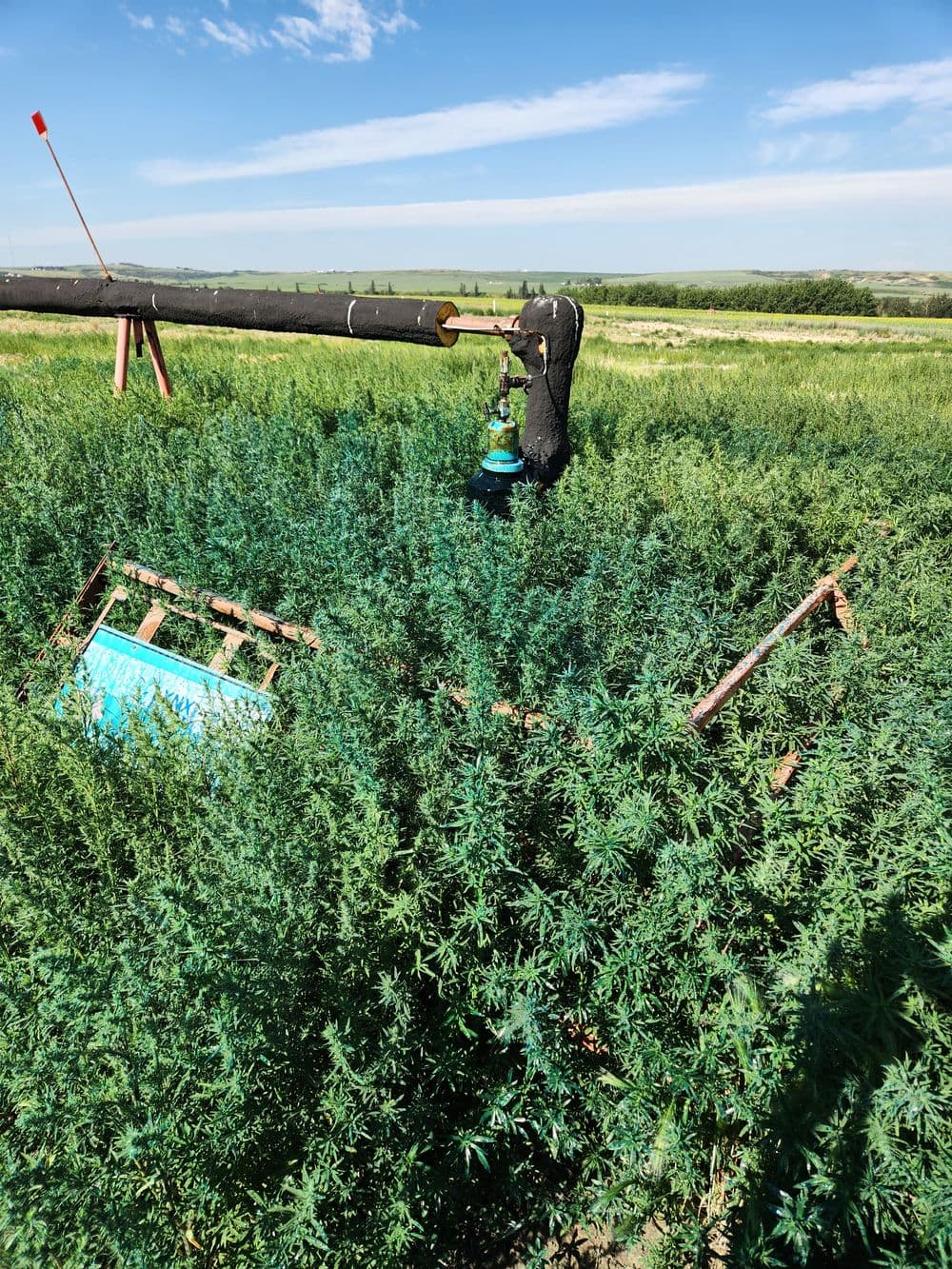 What dsites look like without vegetation control