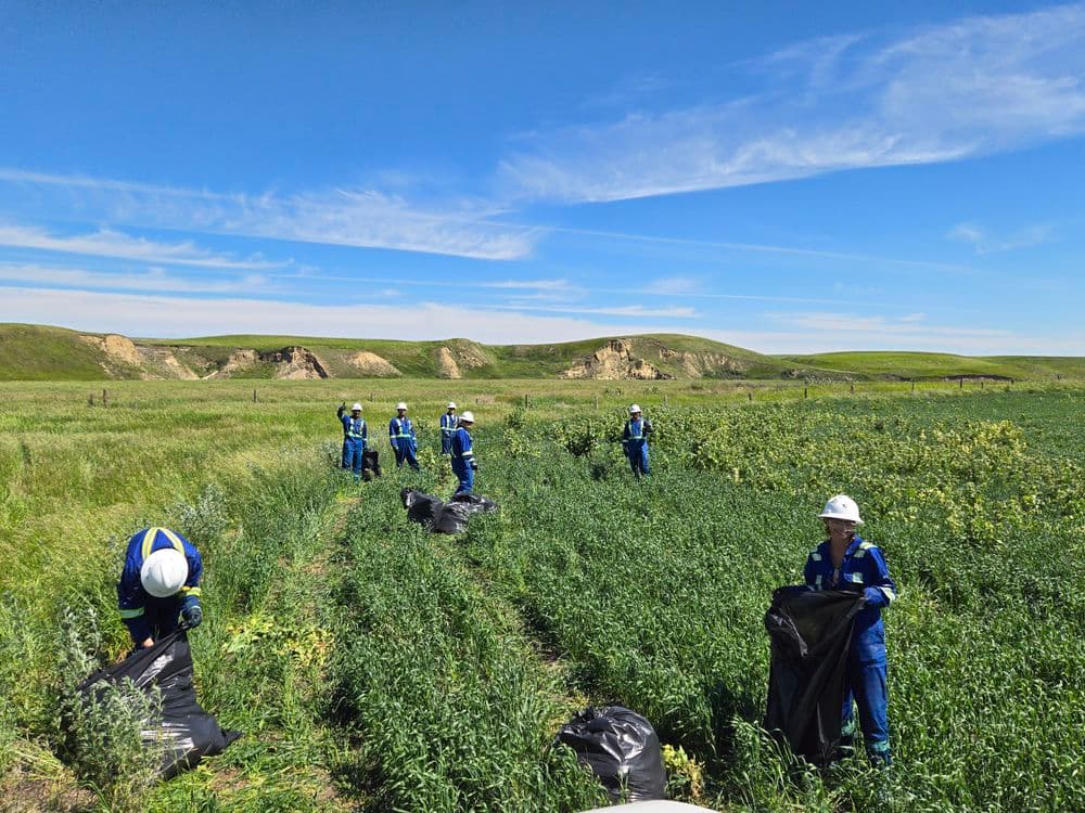 Handpicking Noxious Weeds 